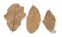 Load image into Gallery viewer, NewCal Water Oak Leaf Litter