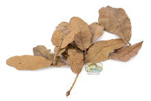 Load image into Gallery viewer, NewCal Water Oak Leaf Litter