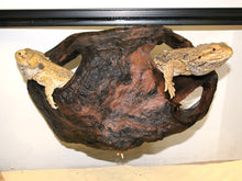 Load image into Gallery viewer, MagNaturals Hideaway