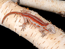 Load image into Gallery viewer, Unsexed Red Stripe (GA-1104-5)