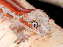 Load image into Gallery viewer, Unsexed Red Stripe (GA-1104-5)