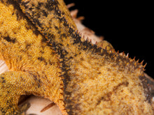 Load image into Gallery viewer, Strawberry Blonde (NGF-1104-5)