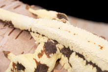 Load image into Gallery viewer, Female Frappuccino 100% het Axanthic (FRAP(AX)-1104-9)