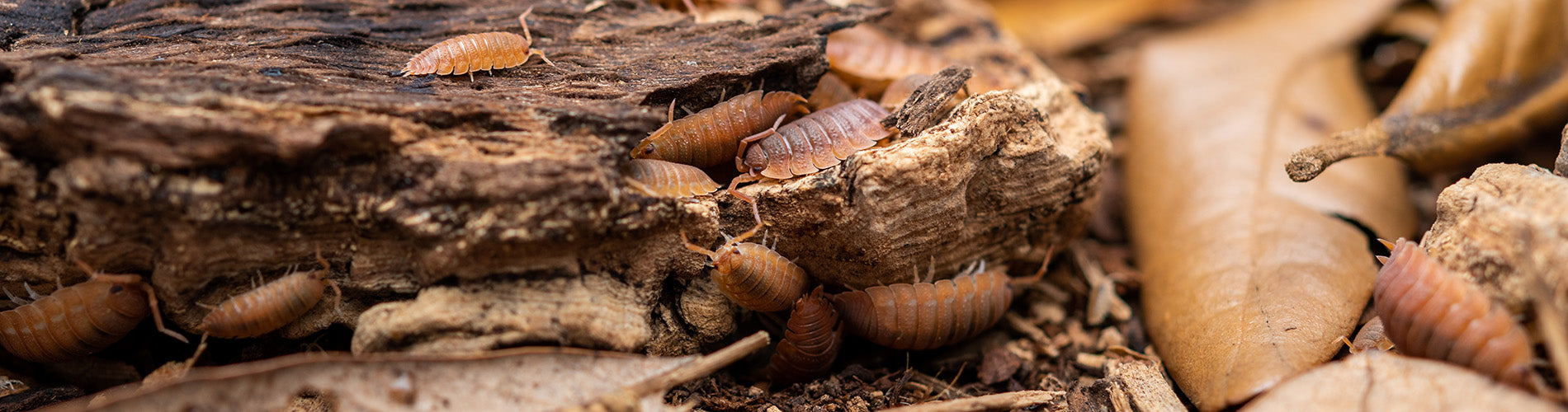 Insect & Invertebrate Formulas – Northern Gecko Inc US