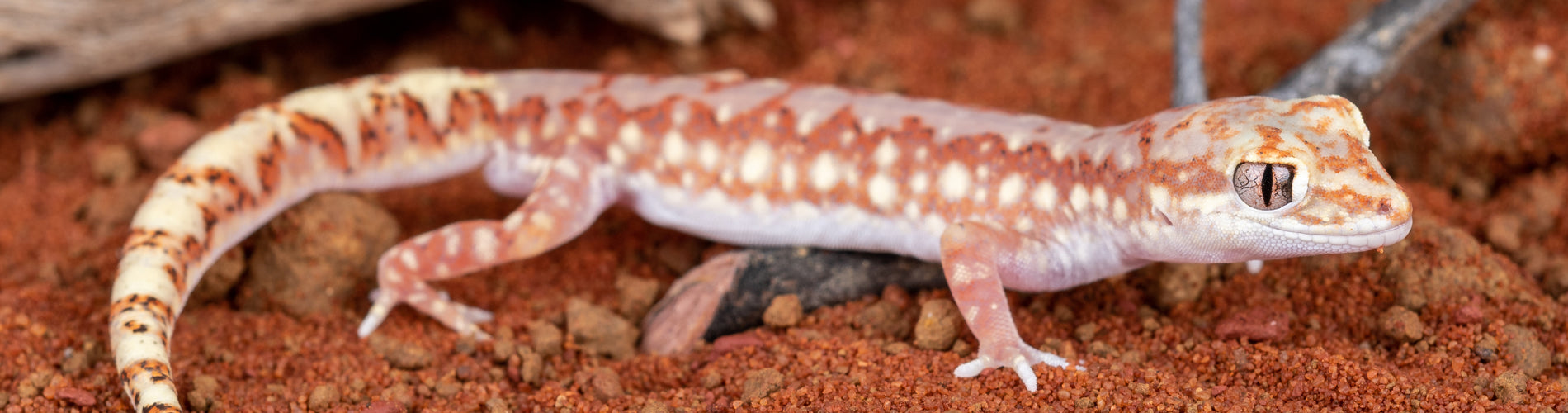 Beaded Geckos – Northern Gecko Inc US