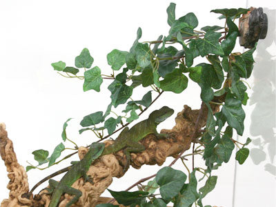 MagNaturals Jungle Vine Cluster