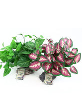 Load image into Gallery viewer, Habi-Scape Tropical Plant on Stone Base

