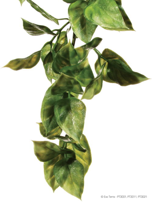 Exo Terra Hanging Amapallo Plant