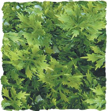 Zoo Med Natural Bush Plants, Australian Maple