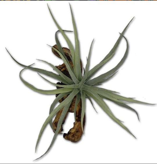 MagNaturals Tillandsia