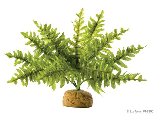 Exo Terra Boston Fern