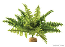 Load image into Gallery viewer, Exo Terra Boston Fern
