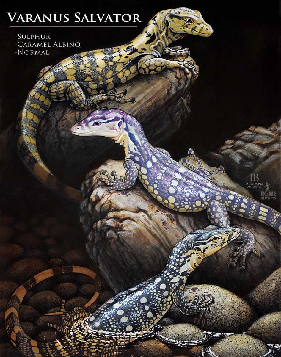 Water Monitor Print By Emily Burke Artwork (Varanus Salvator)