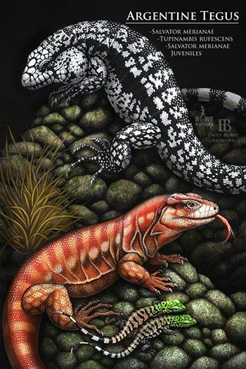 Argentine Tegu Print by Emily Burke Artwork