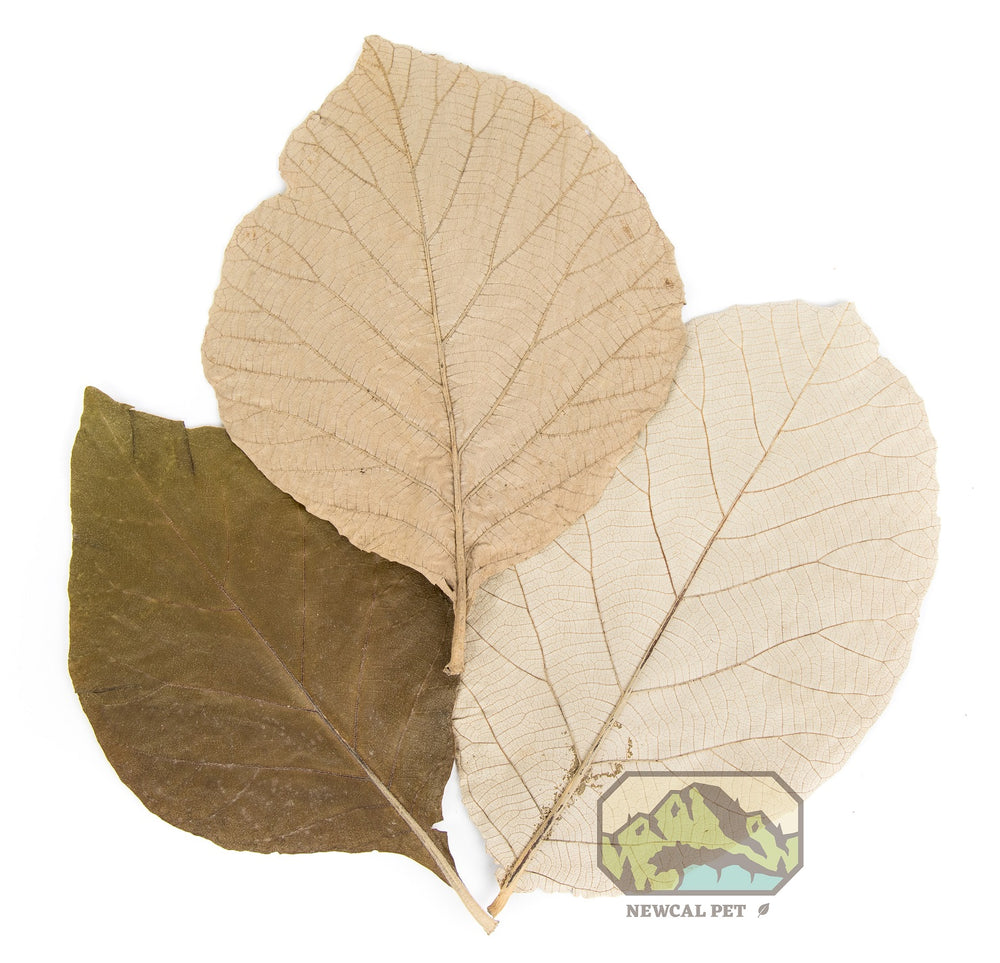 NewCal Teak Leaves, 10 Pack