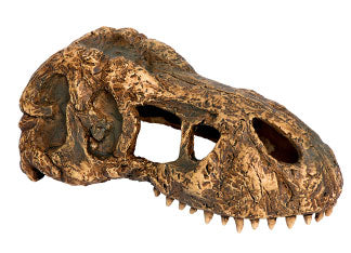 Exo Terra T-Rex Skull Hide