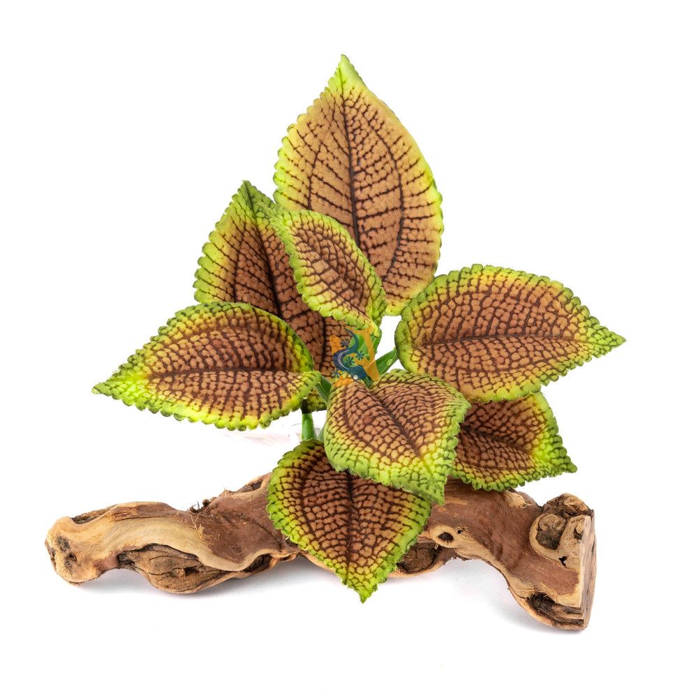 Pet-Tekk Coleus Plant on Driftwood