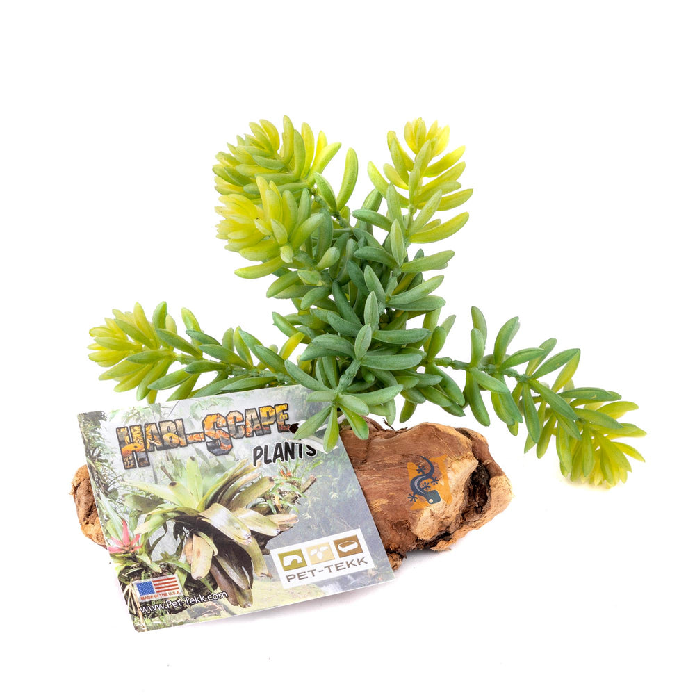 Pet-Tekk Sedrum Plant on Driftwood