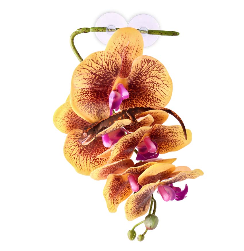 Pangea Hanging Orchids