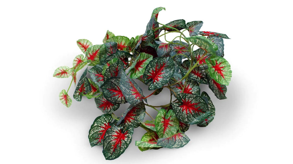 Pangea Leafy Vine Caladium, 6ft