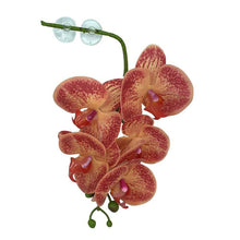 Load image into Gallery viewer, Pangea Hanging Orchids
