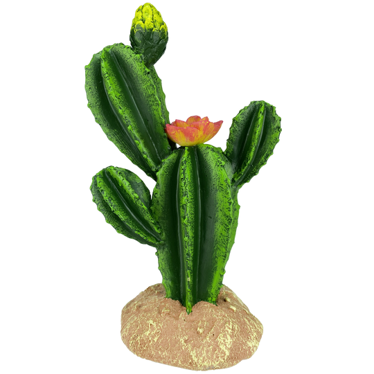 Komodo Flower Cactus 9"
