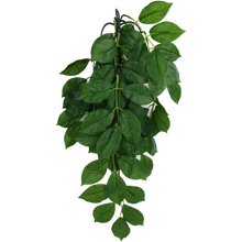 Load image into Gallery viewer, Komodo Climbing Plant Green Leaf
