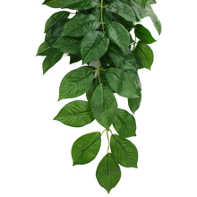 Load image into Gallery viewer, Komodo Climbing Plant Green Leaf
