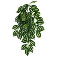 Load image into Gallery viewer, Komodo Climbing Plant Two-Tone Leaf
