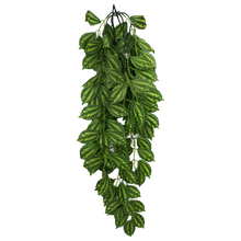 Load image into Gallery viewer, Komodo Climbing Plant Two-Tone Leaf
