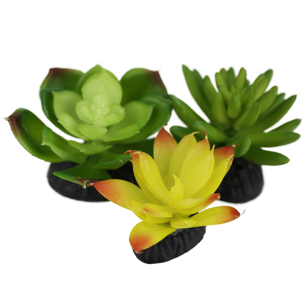 Komodo Succulent Yellow \ Green 3-Pack