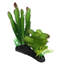 Load image into Gallery viewer, Komodo Cactus and Succulent
