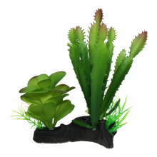 Load image into Gallery viewer, Komodo Cactus and Succulent
