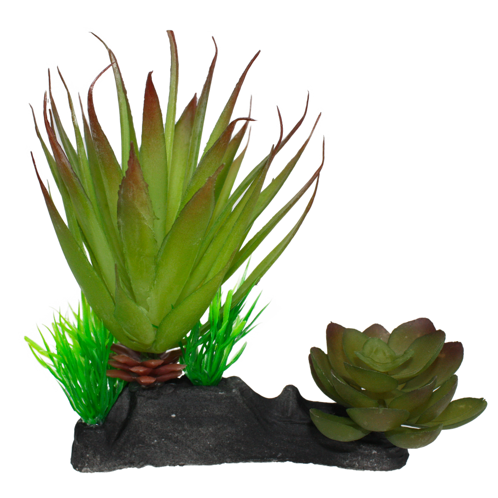 Komodo Succulent