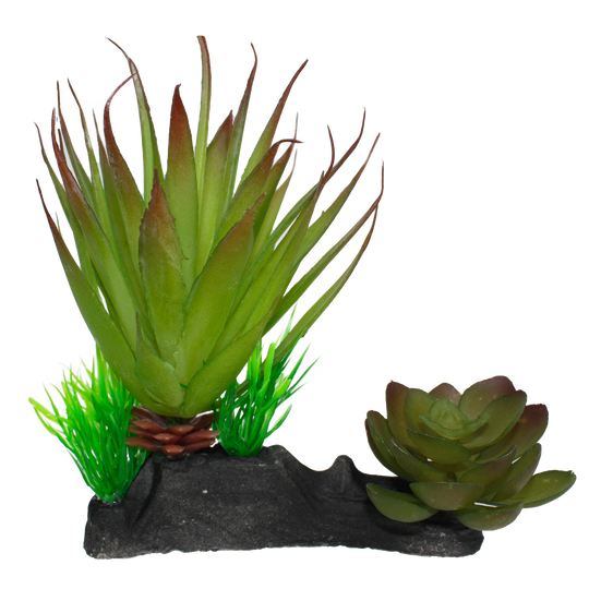 Komodo Succulent