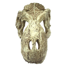 Load image into Gallery viewer, Komodo T-Rex Skull
