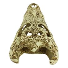 Load image into Gallery viewer, Komodo Alligator Skull
