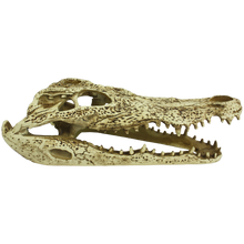 Load image into Gallery viewer, Komodo Alligator Skull
