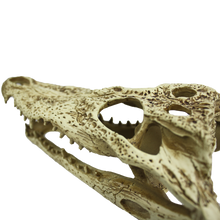 Load image into Gallery viewer, Komodo Alligator Skull
