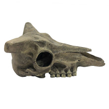 Load image into Gallery viewer, Komodo Deer Skull
