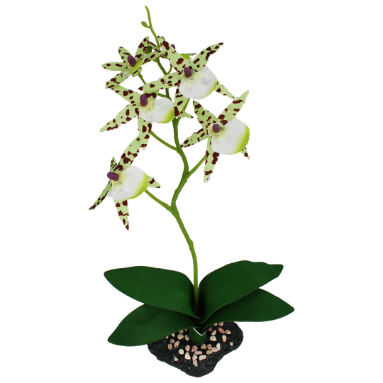 Komodo Spider Orchid