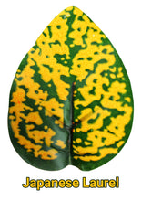 Load image into Gallery viewer, [ID:BUMUZR]
