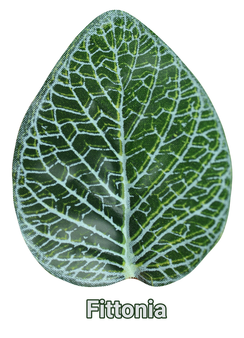 Pangea Leafy Vine Fittonia , 6ft