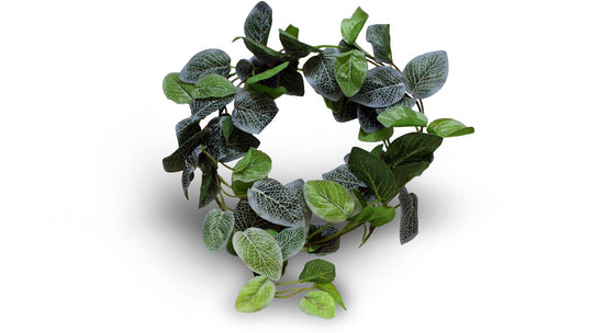 Pangea Leafy Vine Fittonia , 6ft