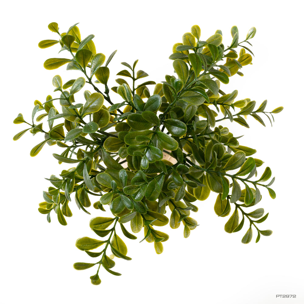 Exo Terra Calcarea Boxwood Plant