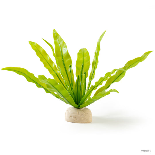 Exo Terra Birds' Nest Fern Plant
