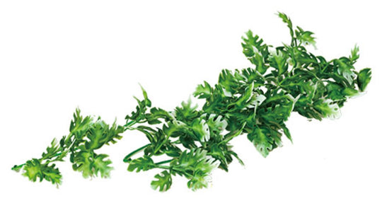 ReptiZoo Monstera Leaf Vine, 16"