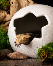 Load image into Gallery viewer, [ID:Q7QW1D]
