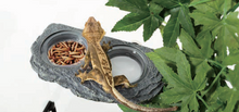 Load image into Gallery viewer, ReptiZoo Arboreal Single \ Double Feeder Rock Ledge Magnetic
