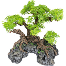 Load image into Gallery viewer, Komodo Bonsai Tree
